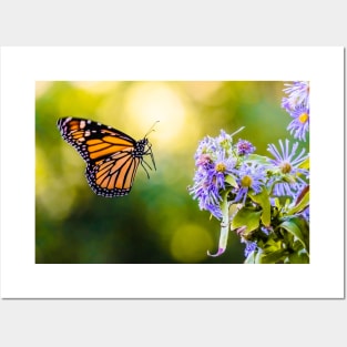 Monarch Butterfly Landing Photograph Posters and Art